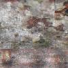 corticola