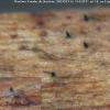 euphorbiaceum