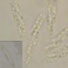 euphorbiaceum