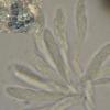 alniviridis