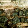 strictipilosa