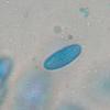 grammicospora