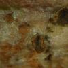 sepium