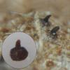 erythrostroma