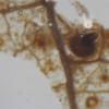 erythrostroma