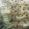 carneobrunneola