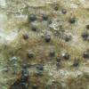 carneobrunneola