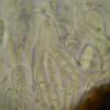 carneobrunneola