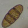 marginata