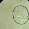 bicornis