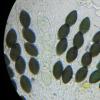 tetraspora
