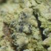 hypocenomycis