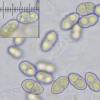 diatrypicola