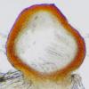 quaternatae