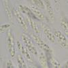 microspora