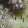 aphtosae
