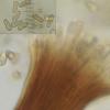 aphtosae
