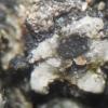 astericus