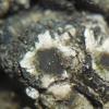 astericus