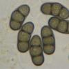 berkeleyii var. berkeleyii