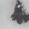 fuscoides
