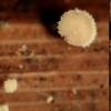 apalum