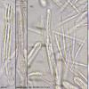 apalum