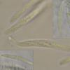 neohysterioides
