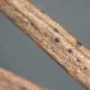 pinophyllum