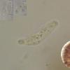 pinophyllum