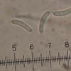 allantospora