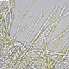 pseudofarinacea