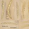 herpotrichoides s. lat.