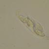 ovalisporum