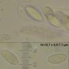 ovalisporum