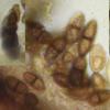 rinodinae