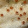 erythrinella