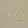 peltigerae