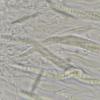microspora