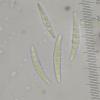 microspora