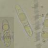 lichenicola