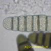 octonalis