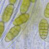 muriformis