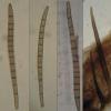 hirsutum