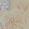 decipiens