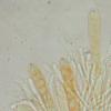 craterium