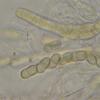 inaequalis