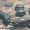 applanatum