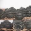 applanatum