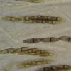 applanatum